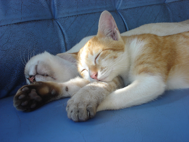 NOAH welcomes CMA vet inquiry